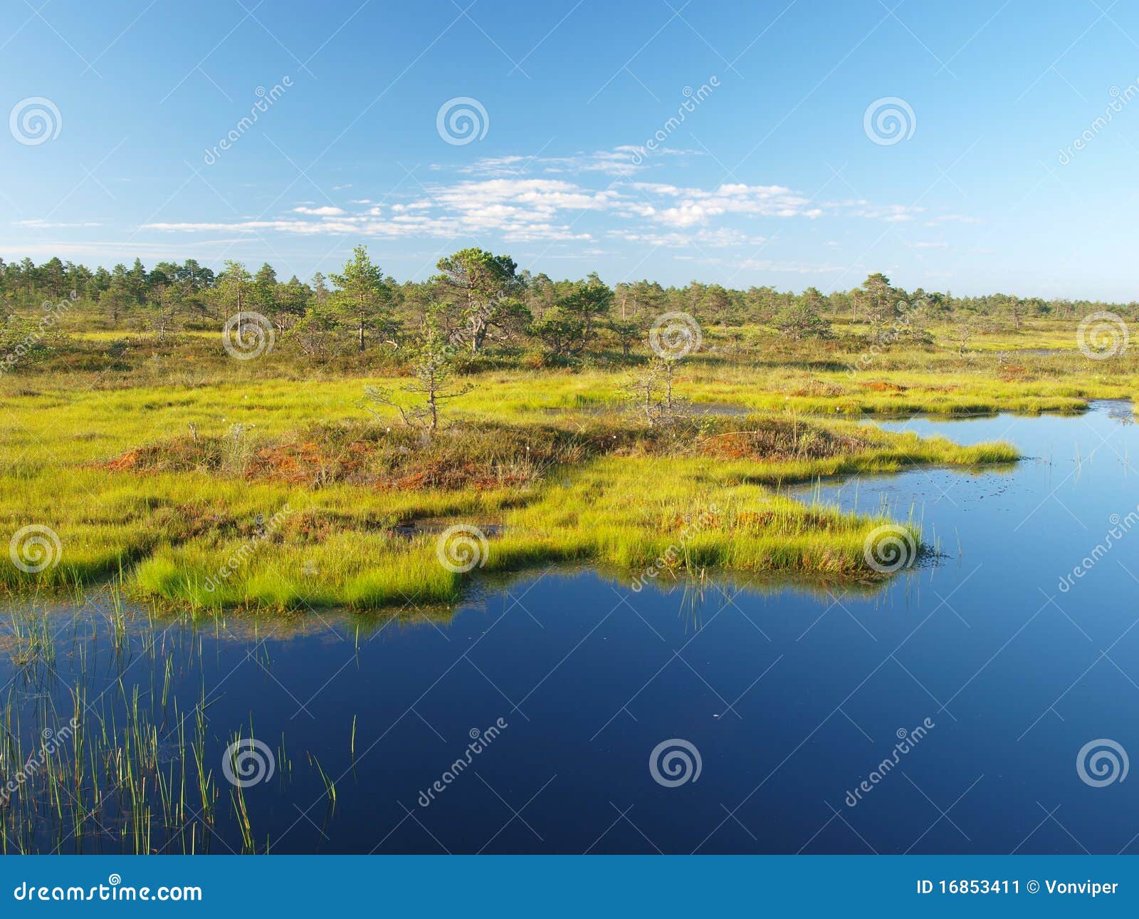 bog landscape