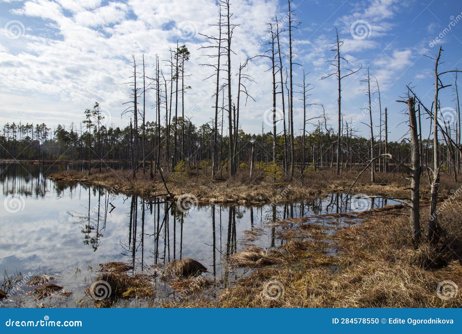 bog landscape with pools in spring, cloudy sky, cena moorland, latvia