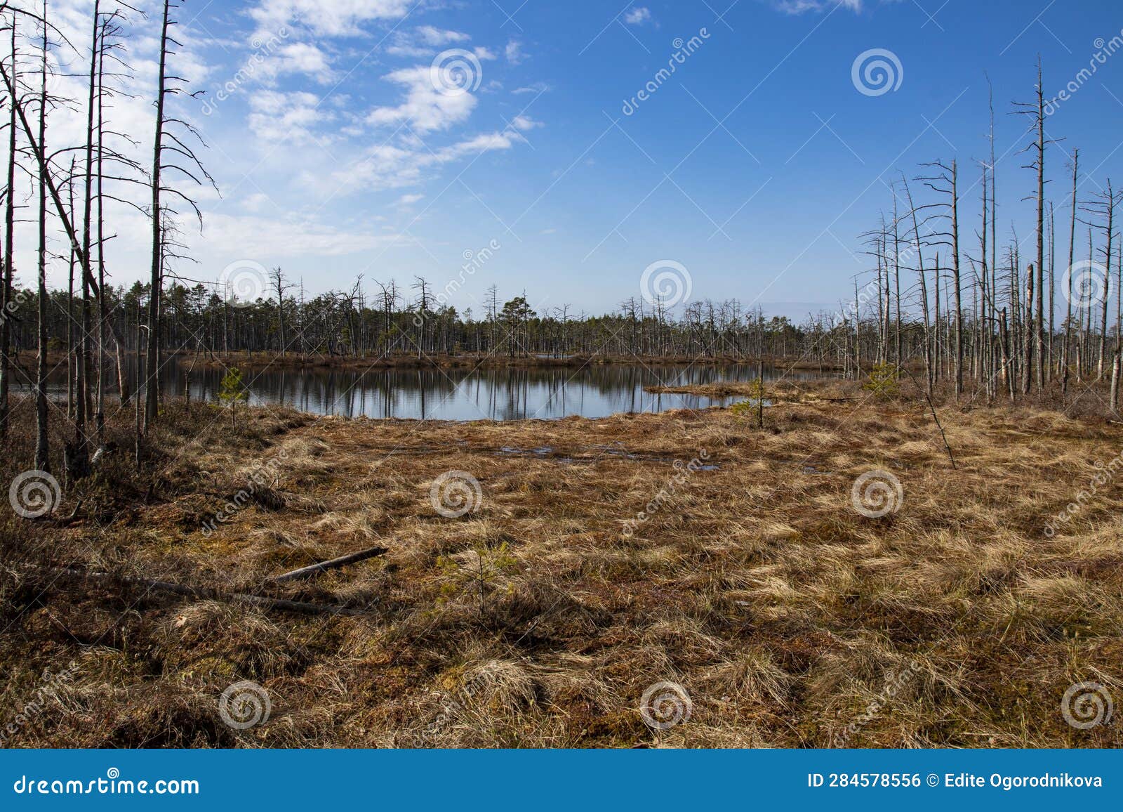 bog landscape with pools in spring, cloudy sky, cena moorland, latvia