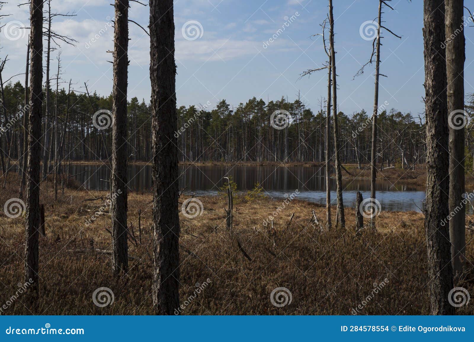 bog landscape with pools in spring, cloudy sky, cena moorland, latvia