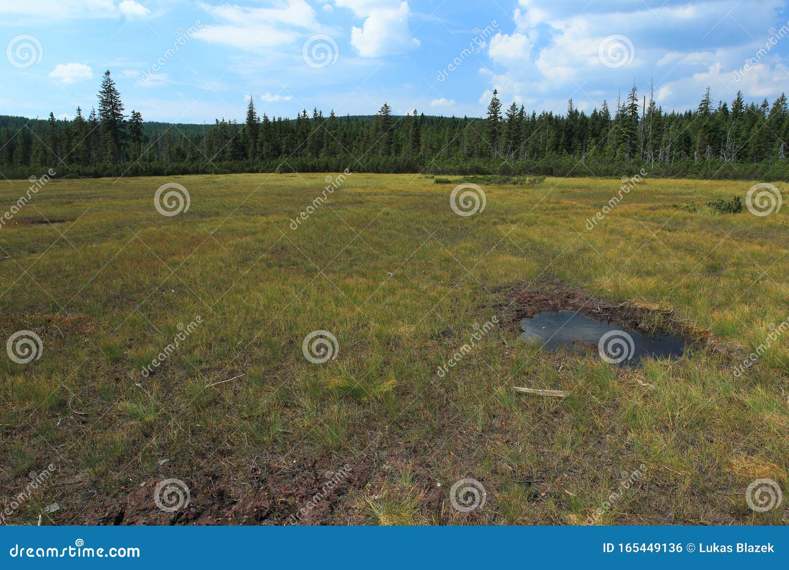 bog pool in jizera mountains