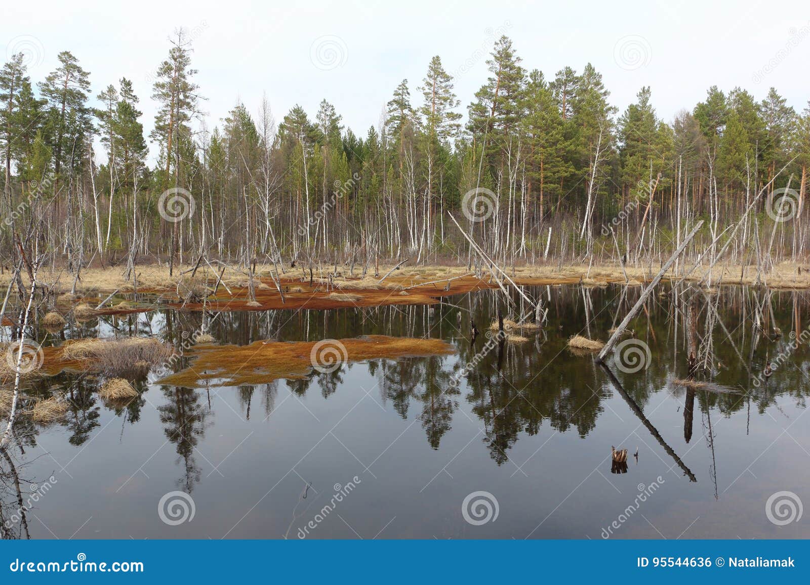bogging of a pond among the spring wood