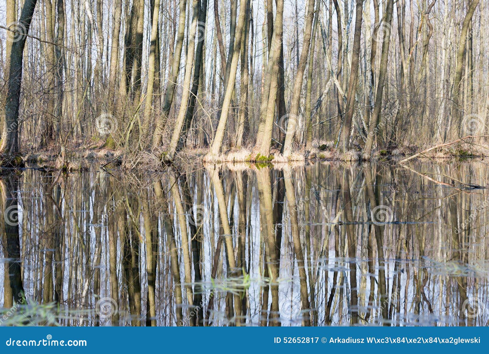Boggy ground stock image. Image of calm, flow, grass 52652817