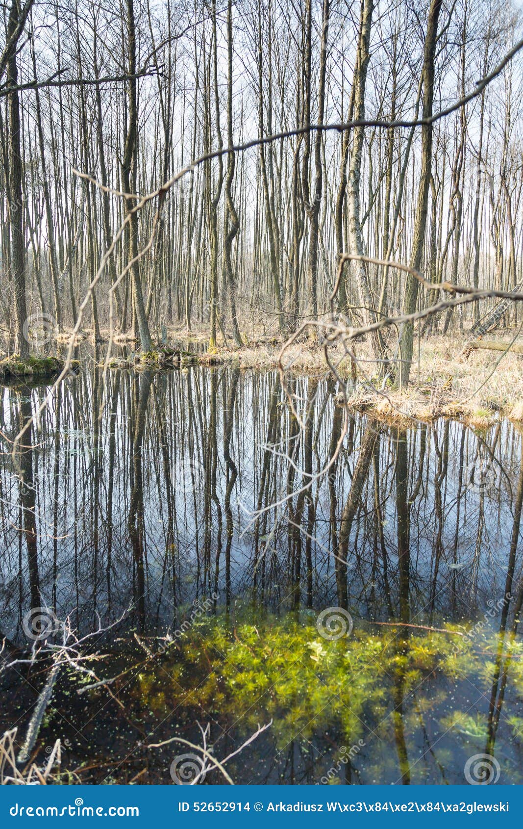 Forest on a boggy ground in Poland