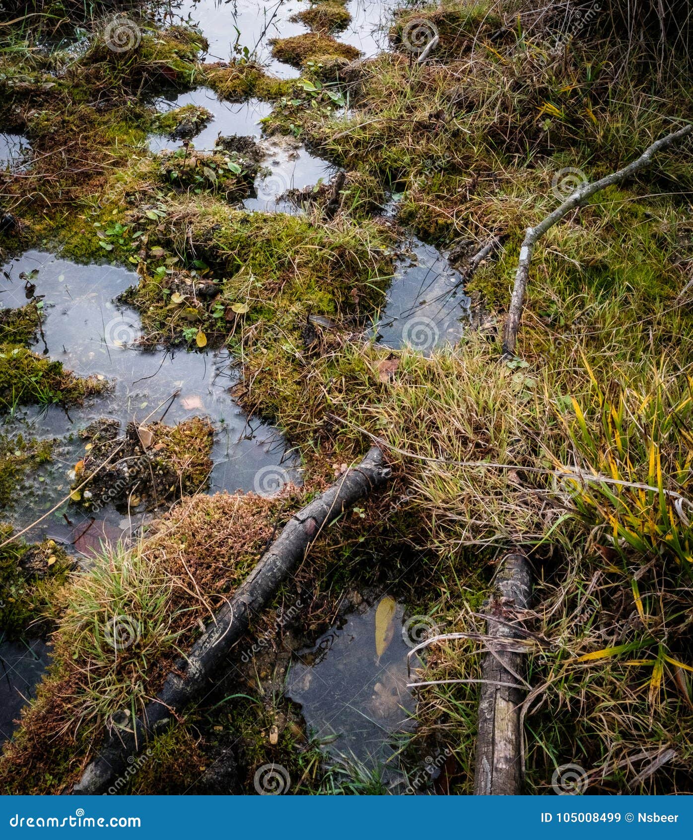 detailed view of wild wetlands and marshes seen at a large nature reserve.