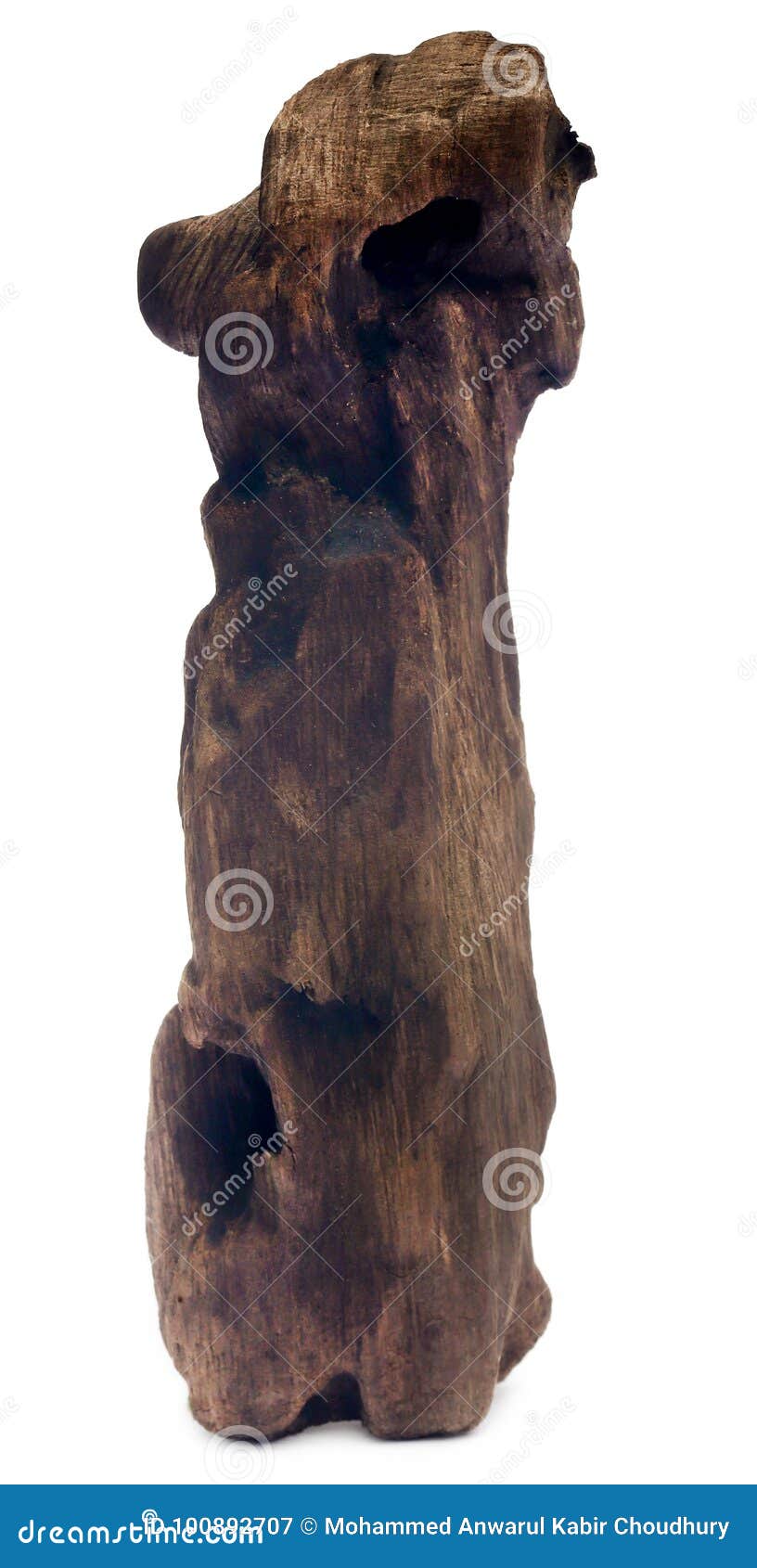 bogwood over white background