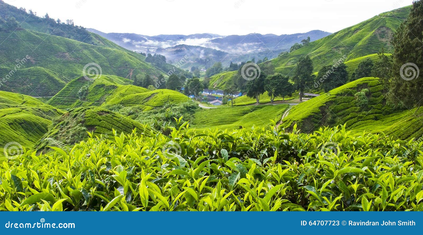 boh tea plantation, cameron highlands, pahang, malaysia.