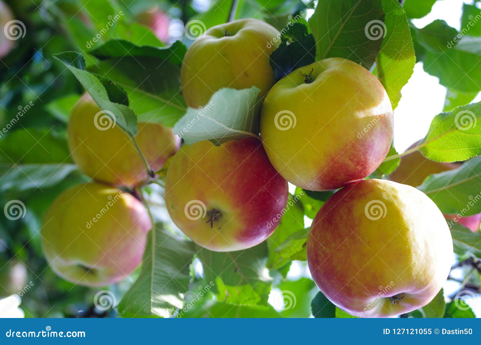 Bohemia Gold Apples stock image. Image of harvest, fresh 127121055