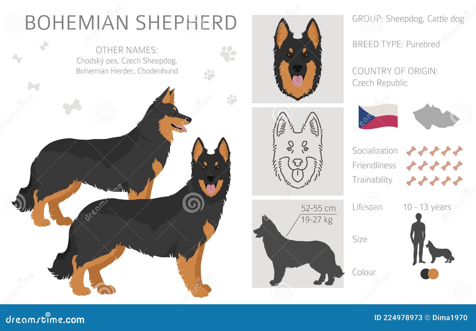 Bohemian Shepherd Clipart. Different Coat Colors and Poses Set Stock ...