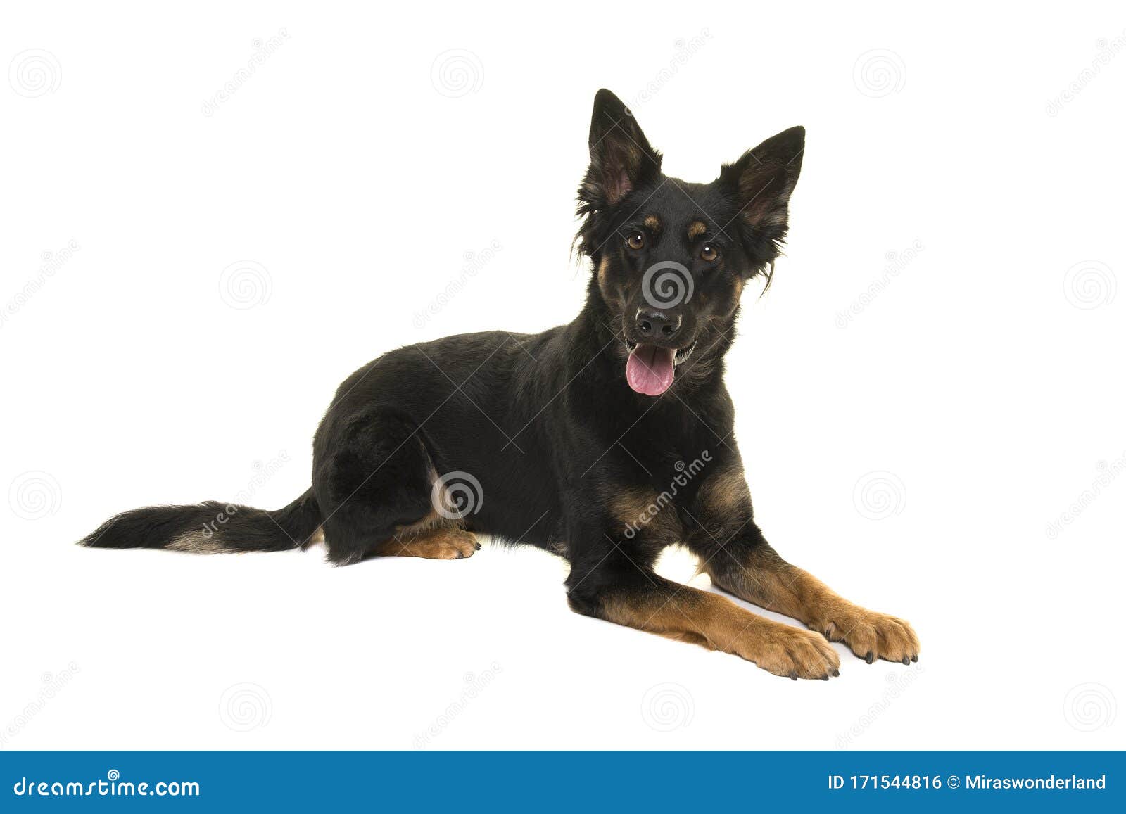 Bohemian Shepherd Lying Down Looking At The Camera On A White Background Stock Photo Image Of Czech Tongue 171544816
