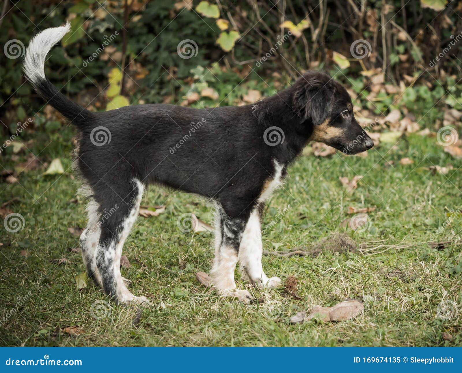The Bohemian Spotted Dog: A Unique and Lovable Breed 9 Bohemian Spotted Dog Coat Color And Grooming