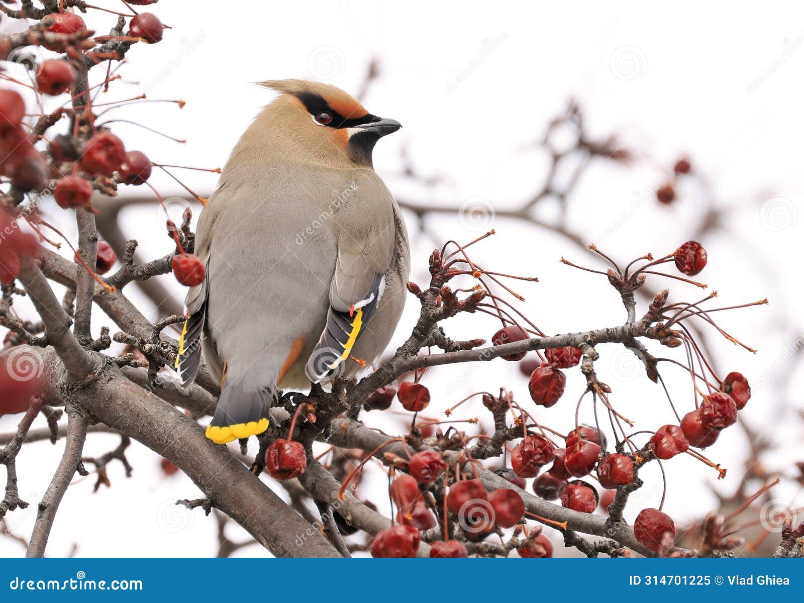 bohemian waxwing perched on a tree branch