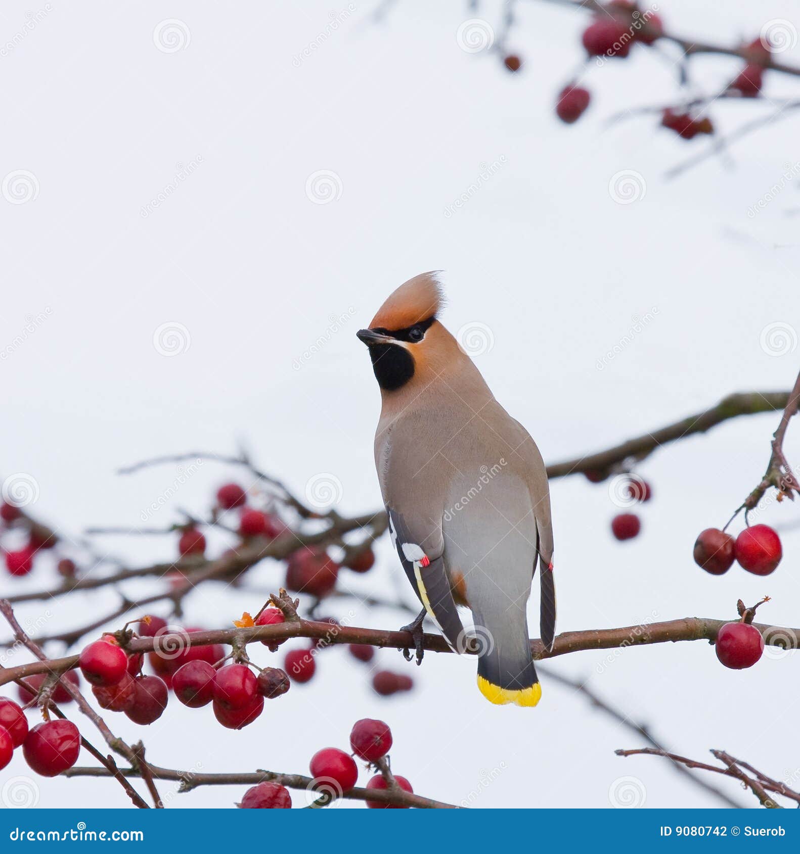 bohemian waxwing on tree with berries