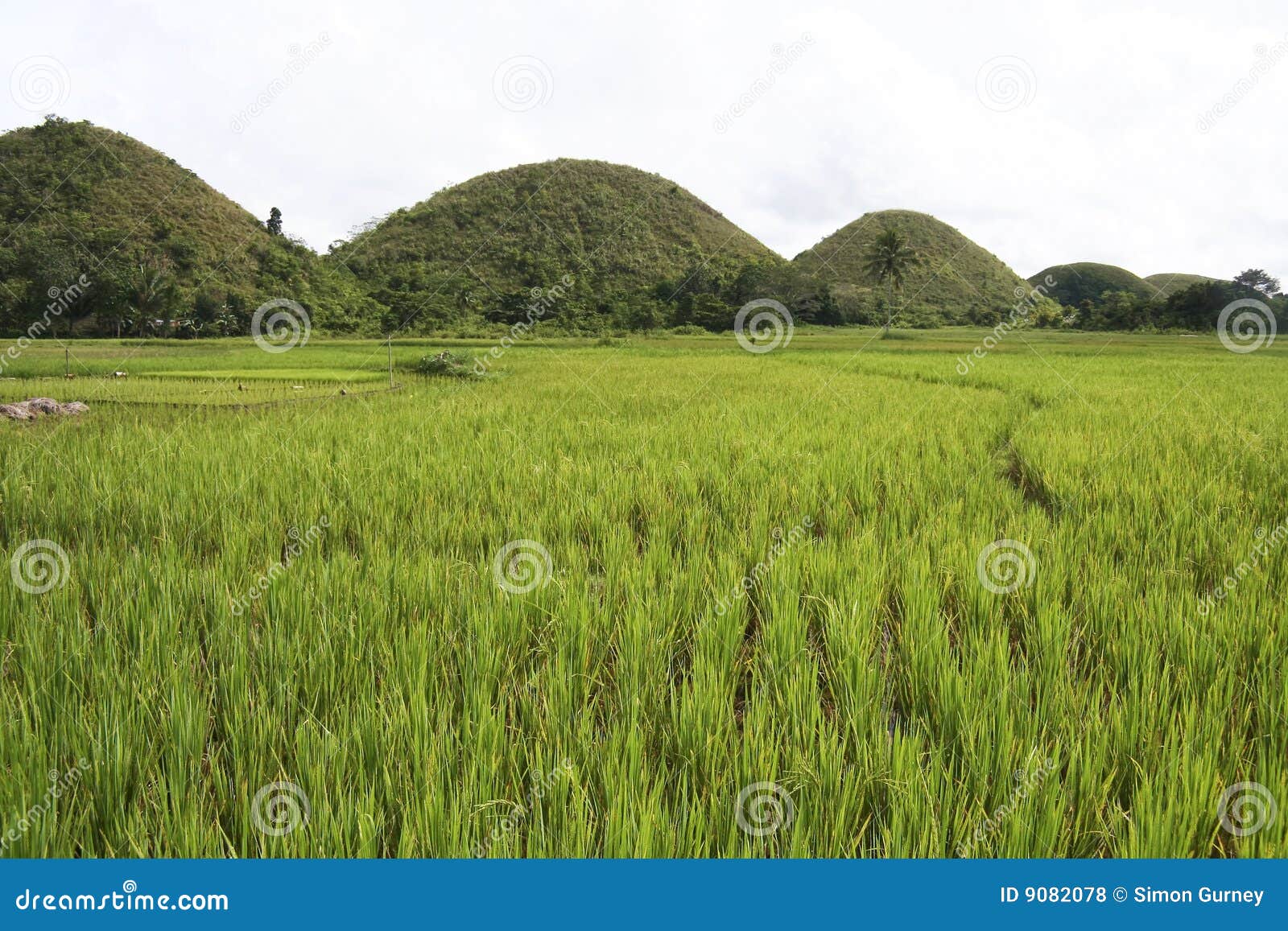 bohol chocolate hills rice paddies philippines