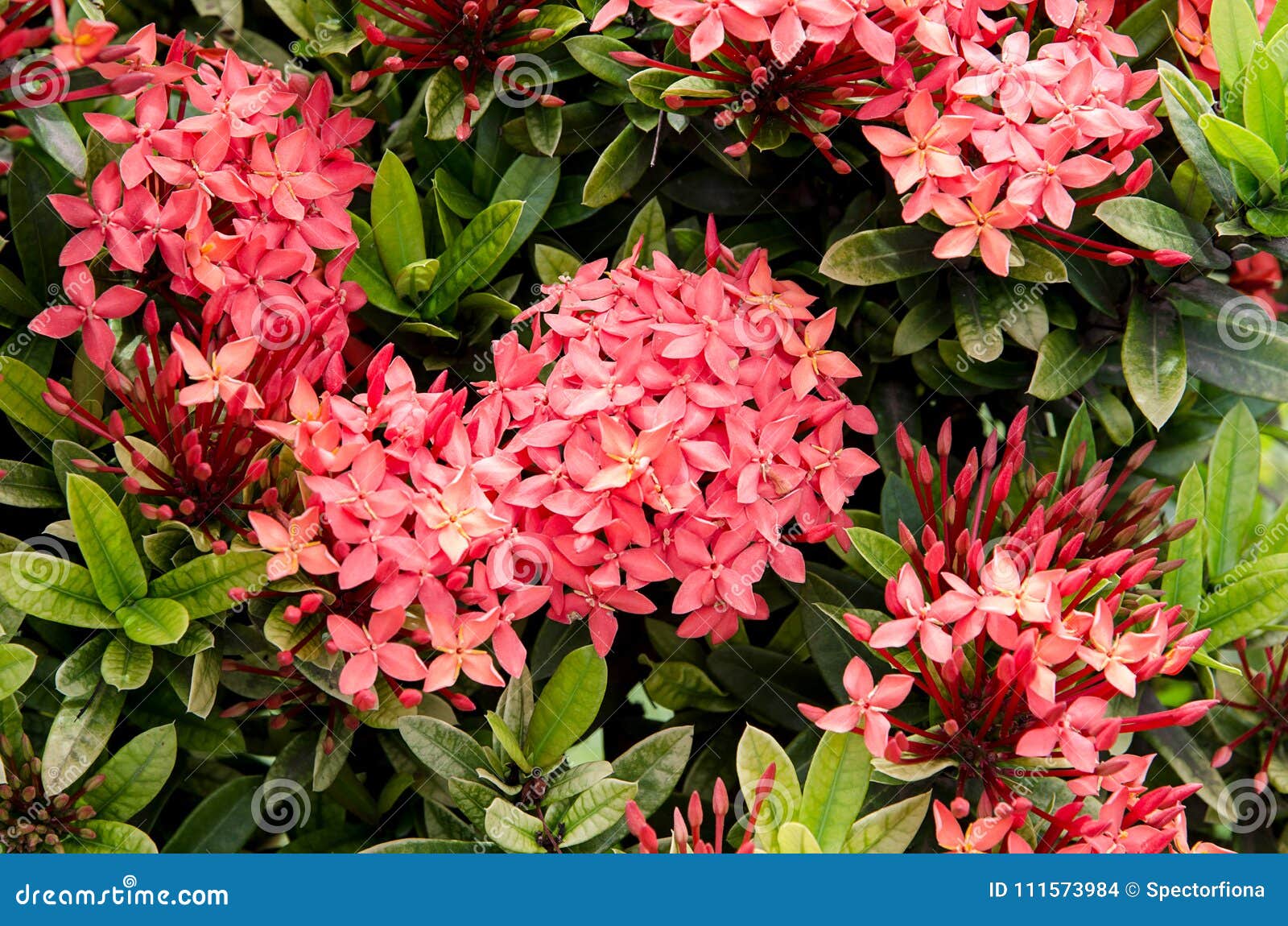 Bohol, Philippines August 1, 2013 Red Santan Flowers. Stock Photo