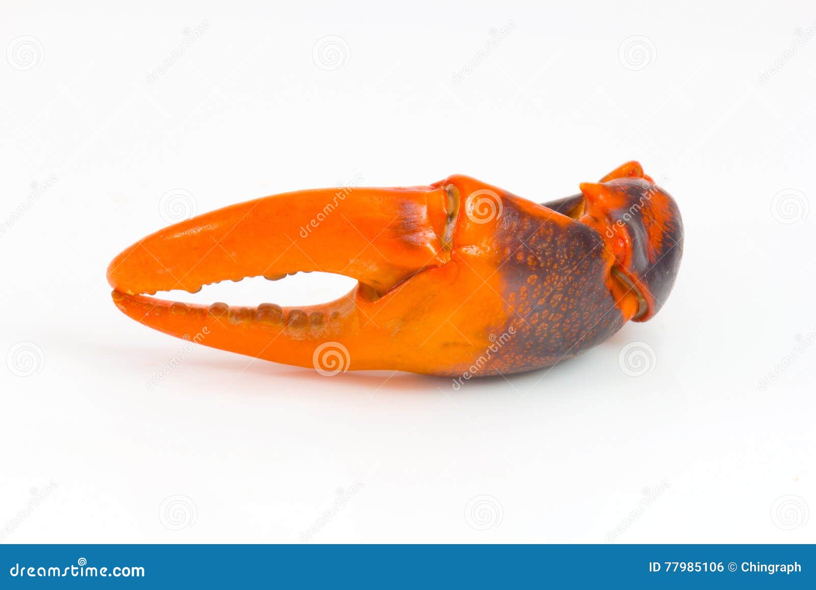 Boiled Crab Claw Isolated on White Stock Photo Image of legs, macro