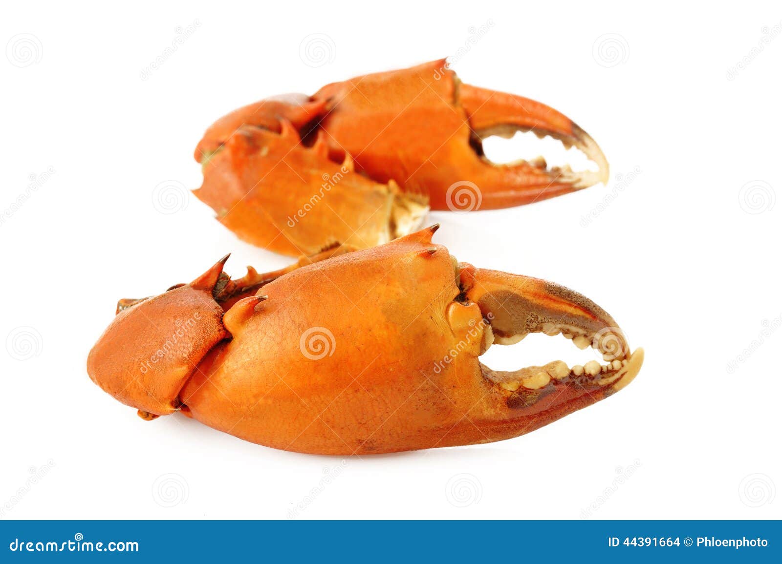 Boiled crab claw stock photo. Image of eating, pile, boiled 44391664