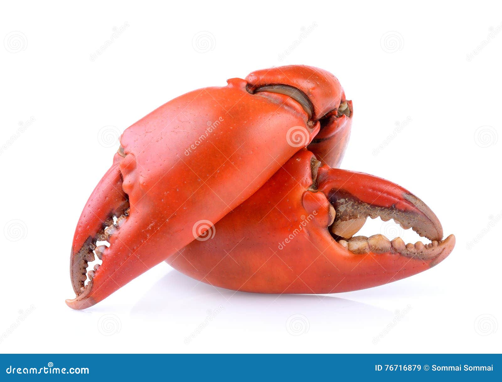 Boiled crab claws stock image. Image of food, prepared 76716879