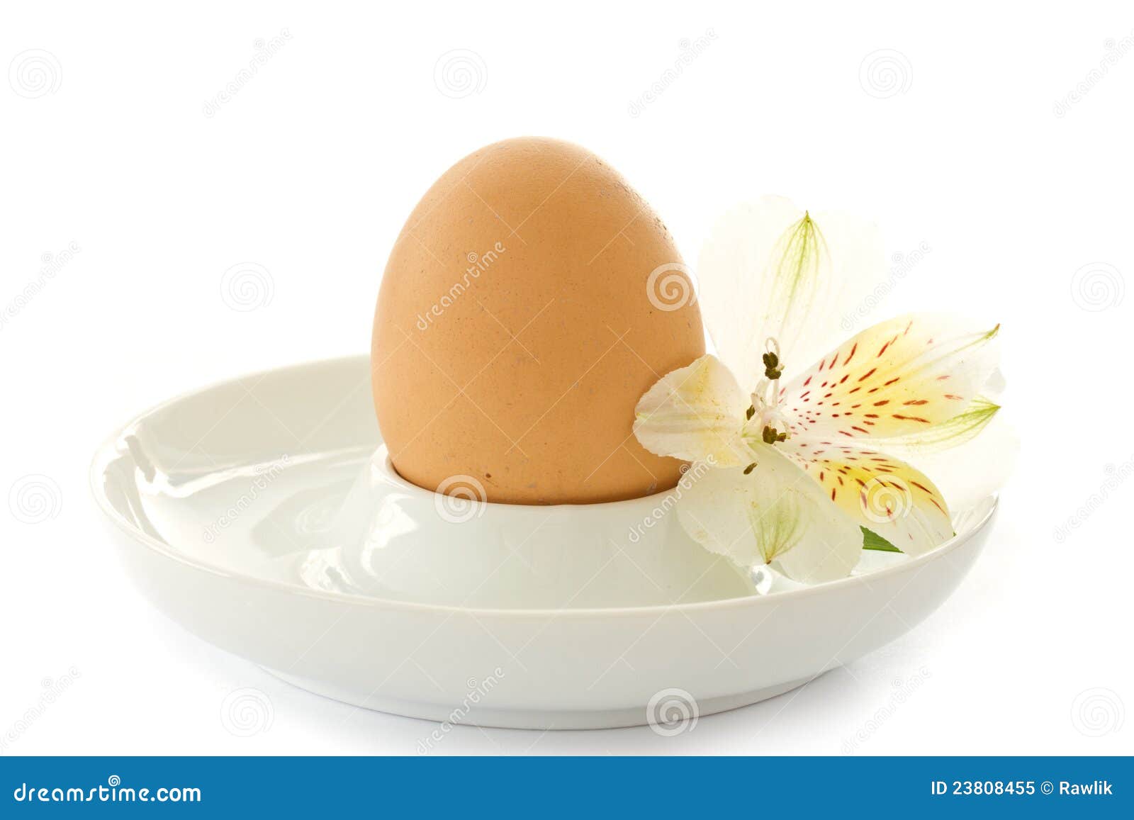 Boiled Egg And A White Flower Alstromerii Stock Image Image of