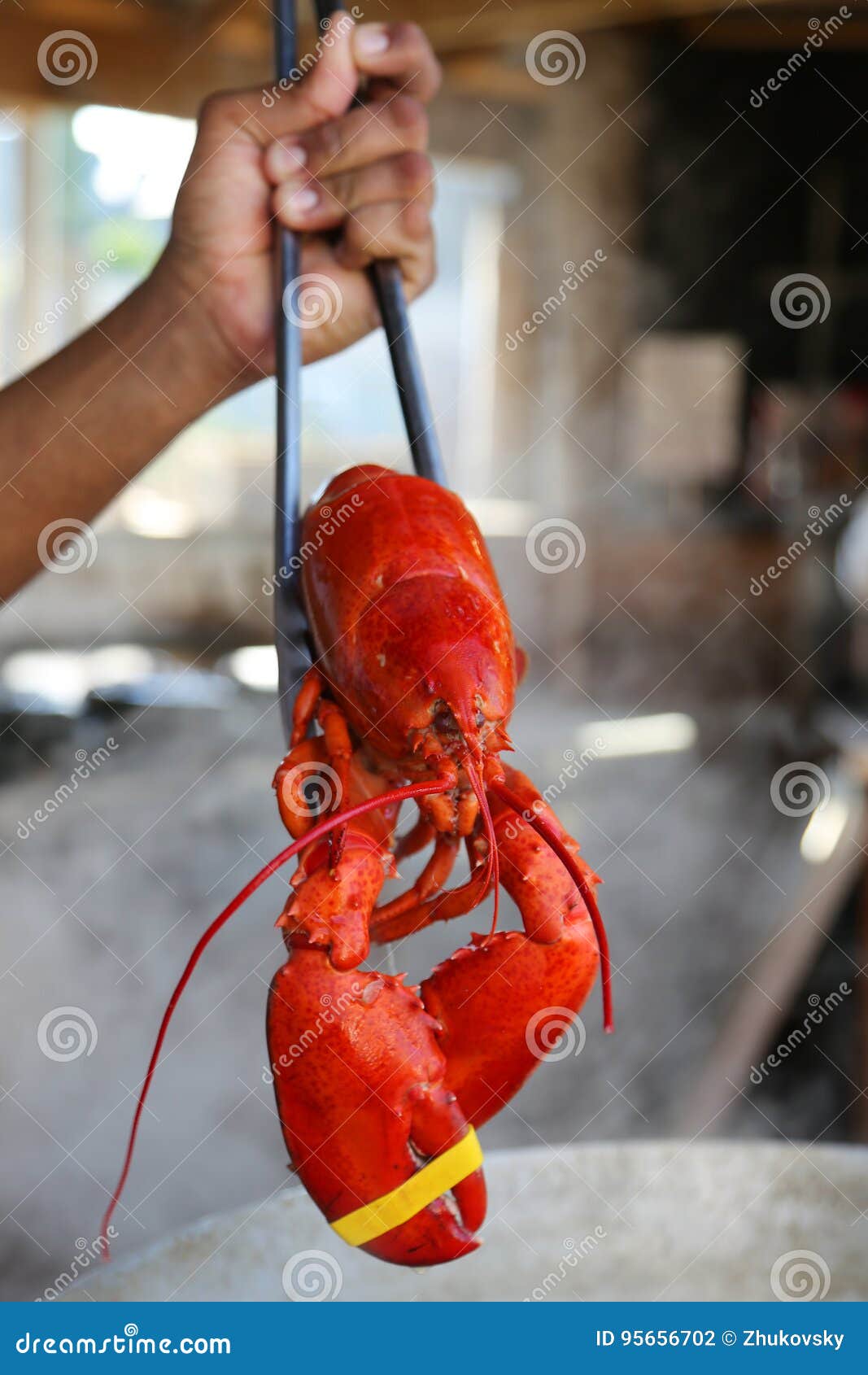 Boiled Maine lobster stock photo. Image of luxurious 95656702