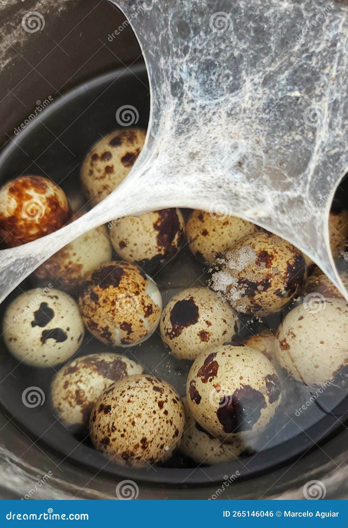 Boiled Quail Egg in the Pan Stock Photo Image of healthy, eggs 265146046
