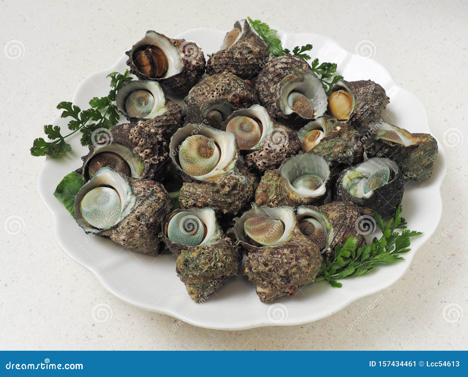 Boiled Turbo Sea Snail Shell Stock Image Image Of Dark Fresh