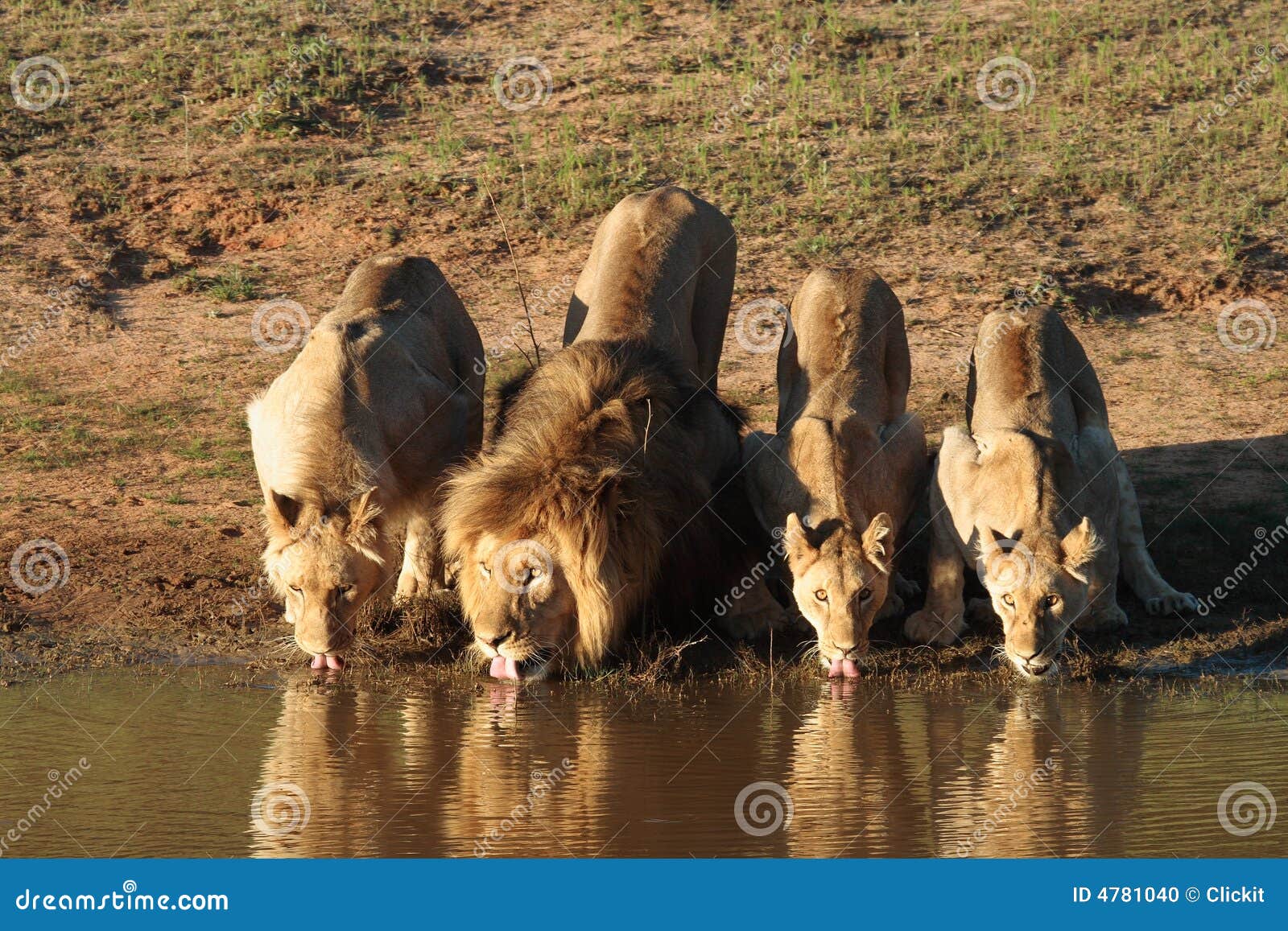 Boire de lions