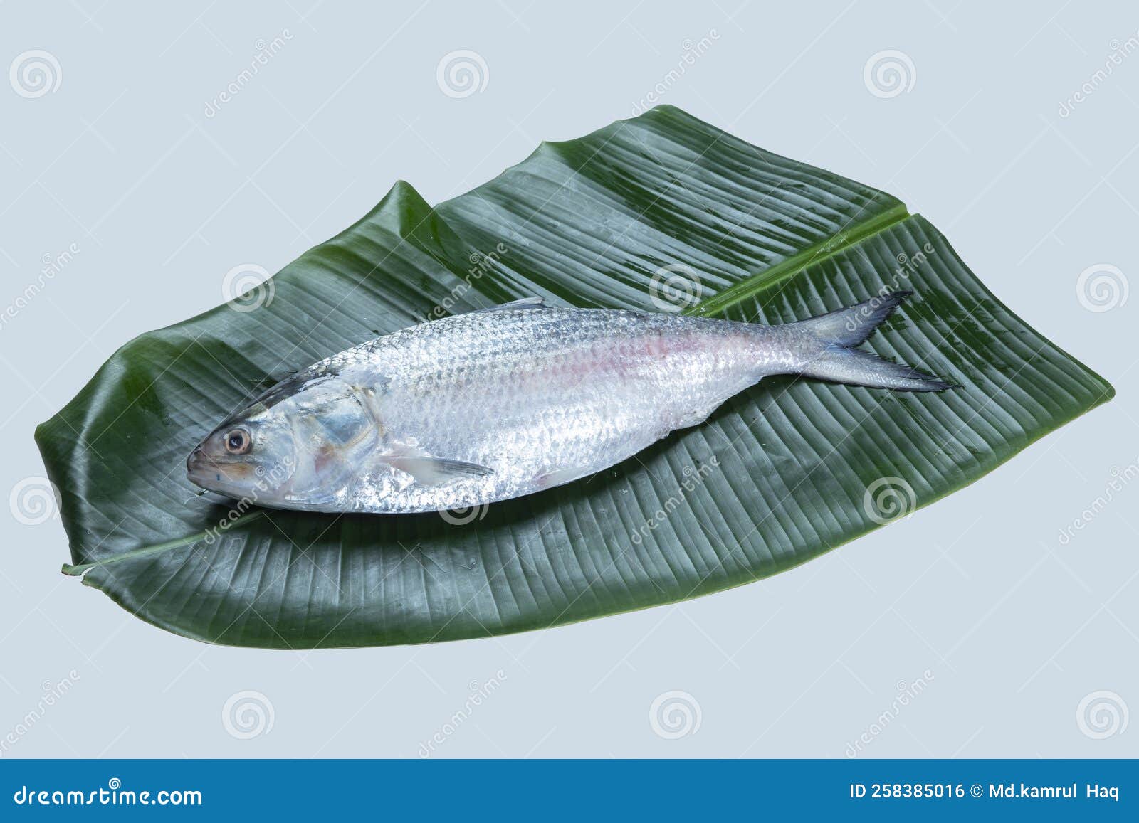 Boishakh Panta Ilish National Fish of Bangladesh Hilsafish Ilisha Terbuk  Hilsa Herring or Hilsa Shad Clupeidae Family on White Stock Photo - Image  of fresh, tropical: 258385016