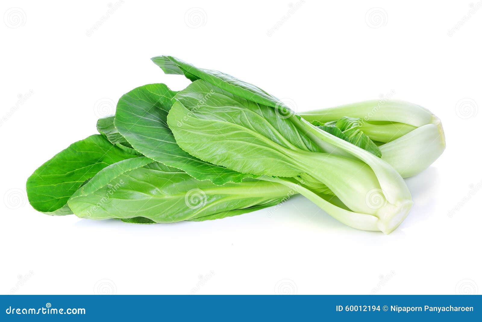 Bok choy (chinese cabbage) stock photo. Image of chigensai 60012194
