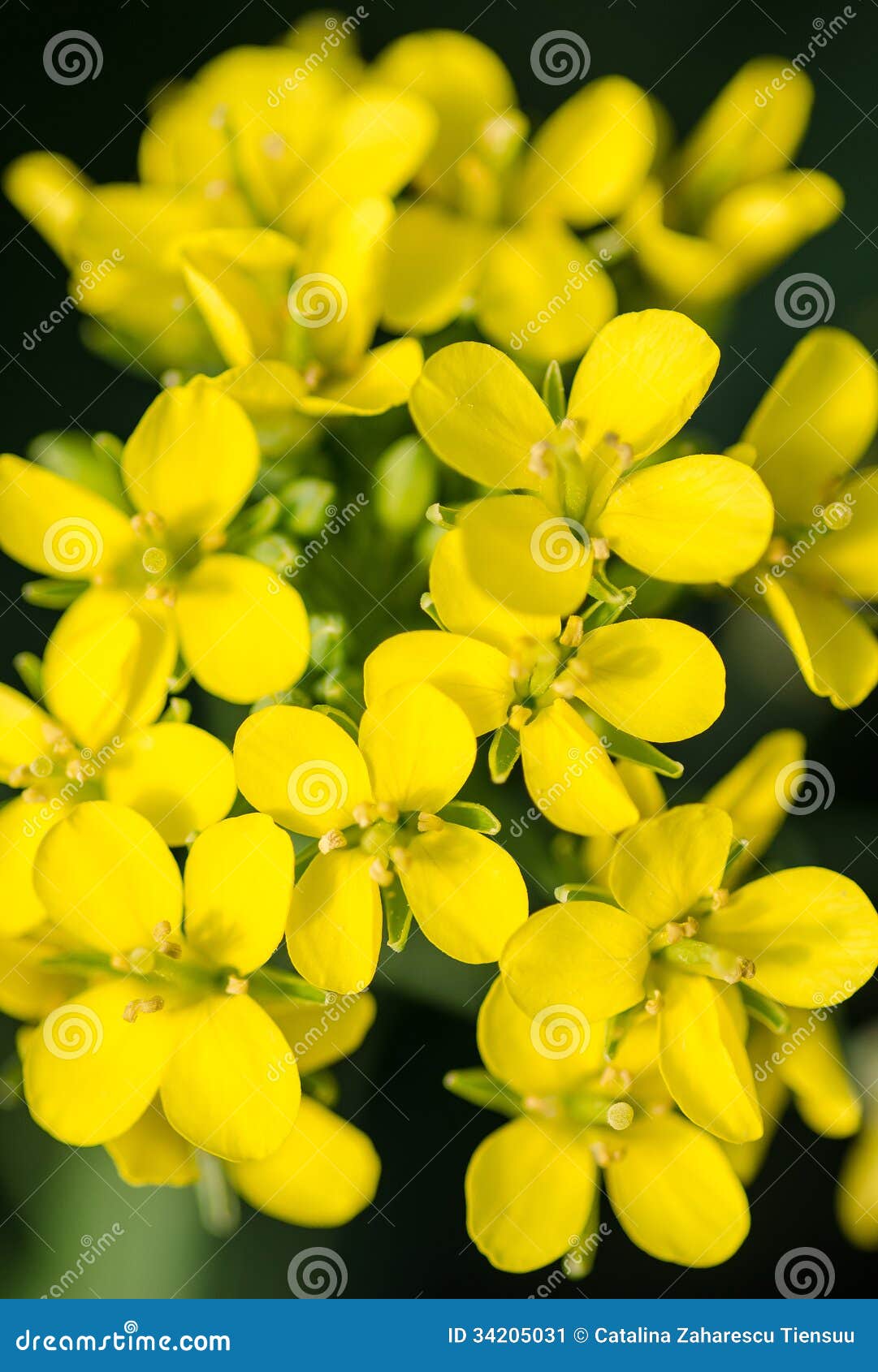 Bok choy flowers stock image. Image of brassica, flowers 34205031