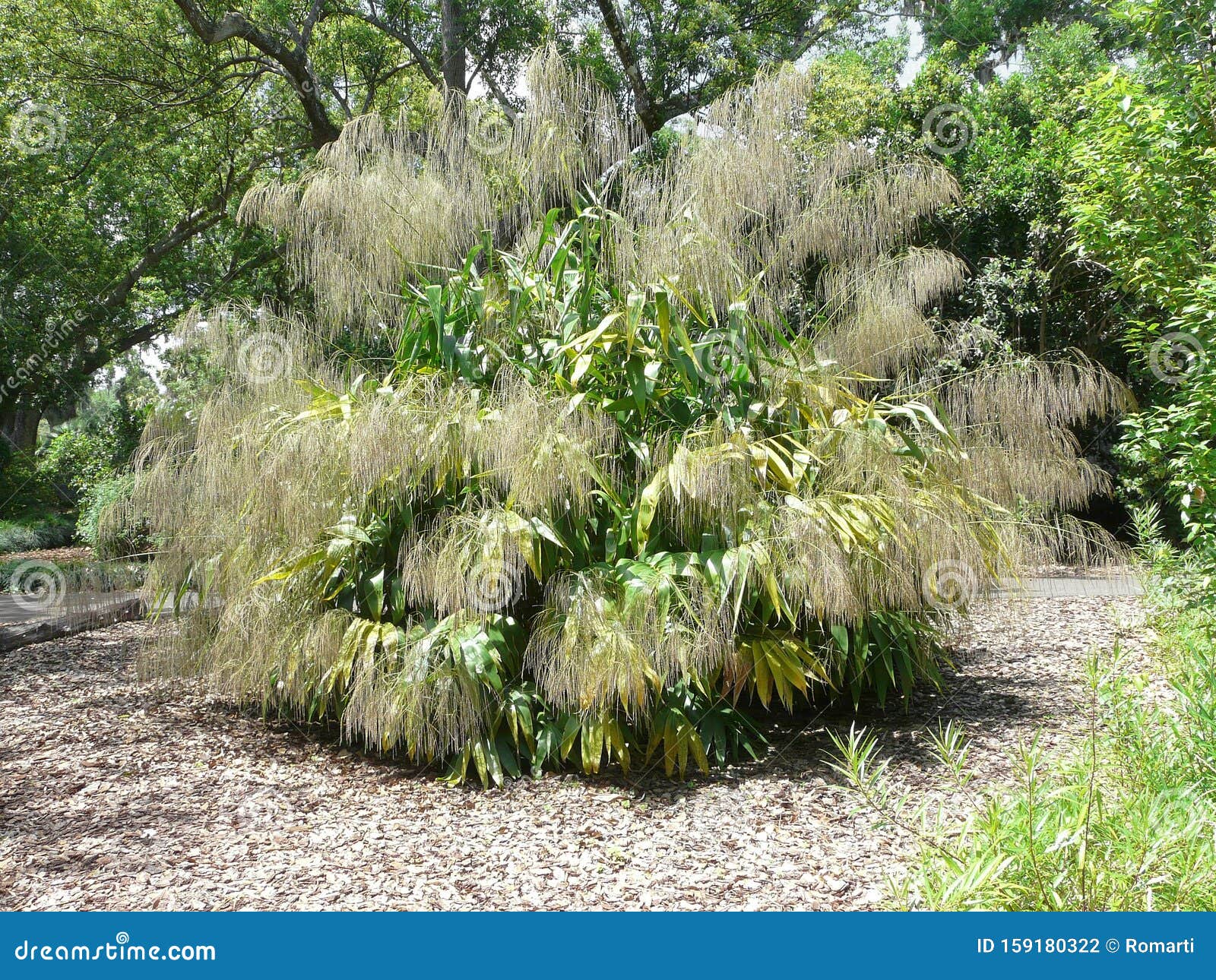 Bok Tower Gardens Plant With Fringe Stock Photo Image Of Foliage