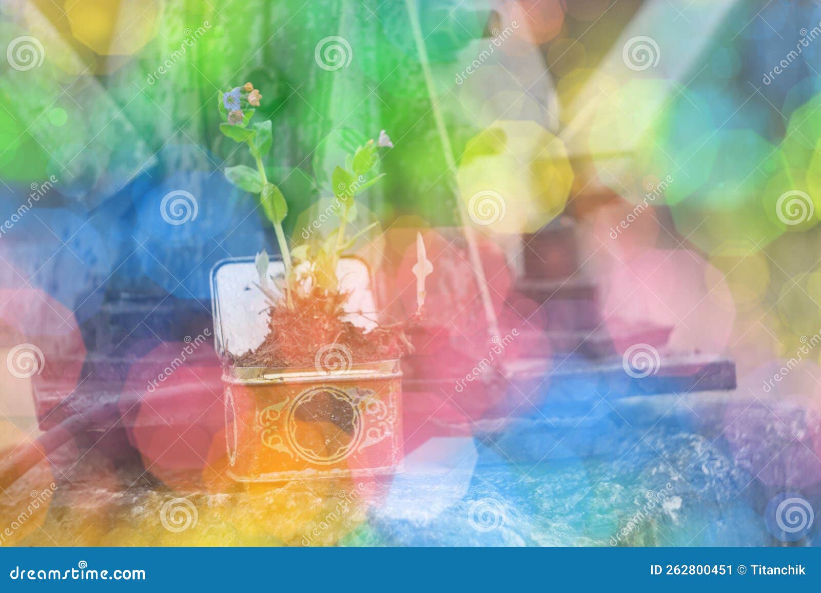 bokeh light background- summer flowers