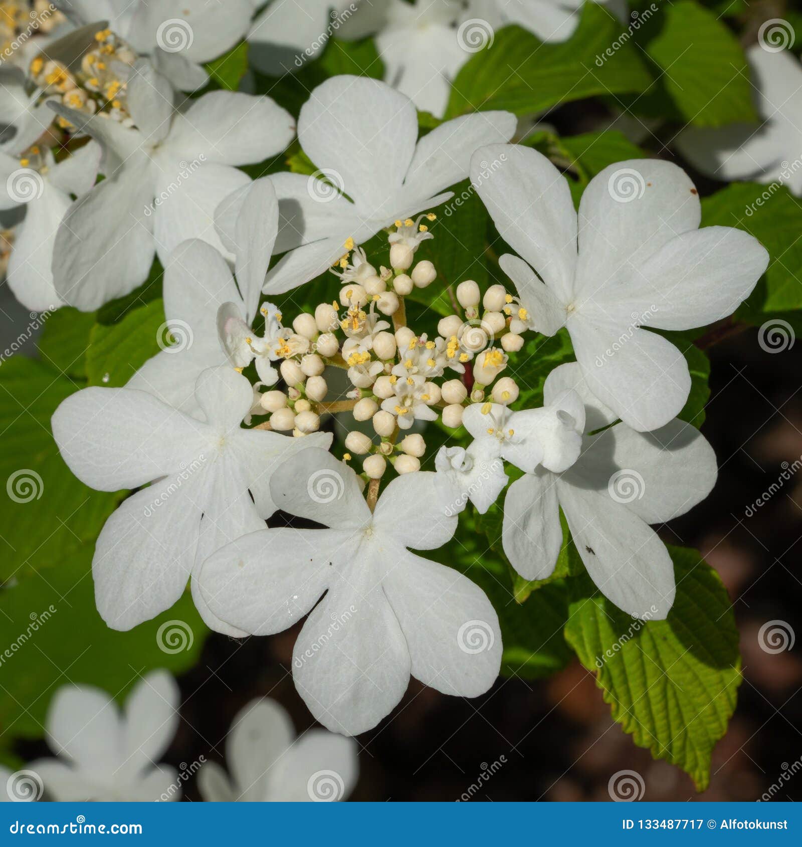 Bola De Nieve Japonesa, Plicatum Del Viburnum Imagen de archivo - Imagen de vida, arriate: 133487717 Bola De Nieve Japonesa, Plicatum Del Viburnum Imagen de archivo - Imagen de vida, arriate: 133487717