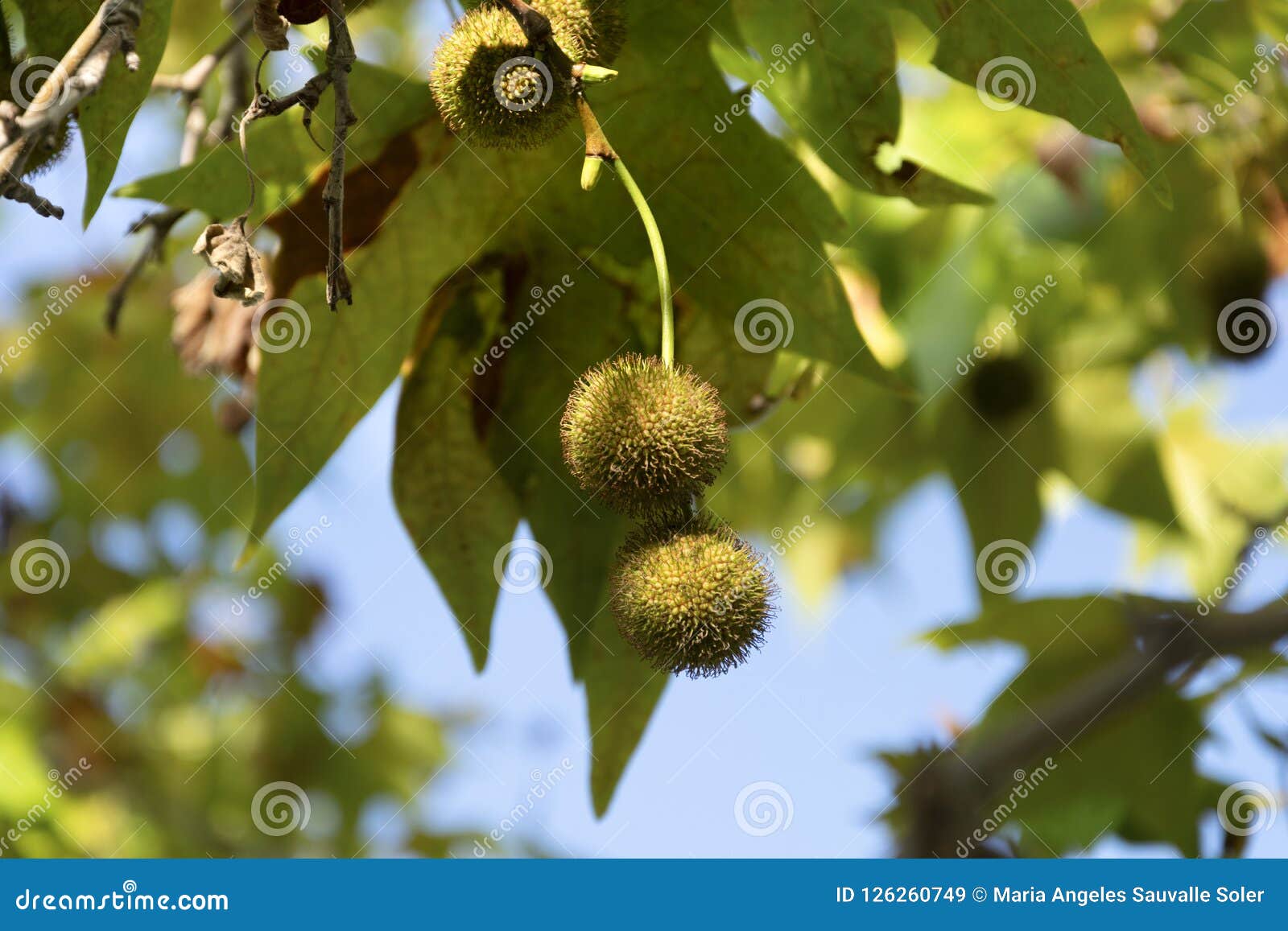 Bolas Del árbol Que Producen Alergia Imagen de archivo - Imagen de pelusa,  producto: 126260749
