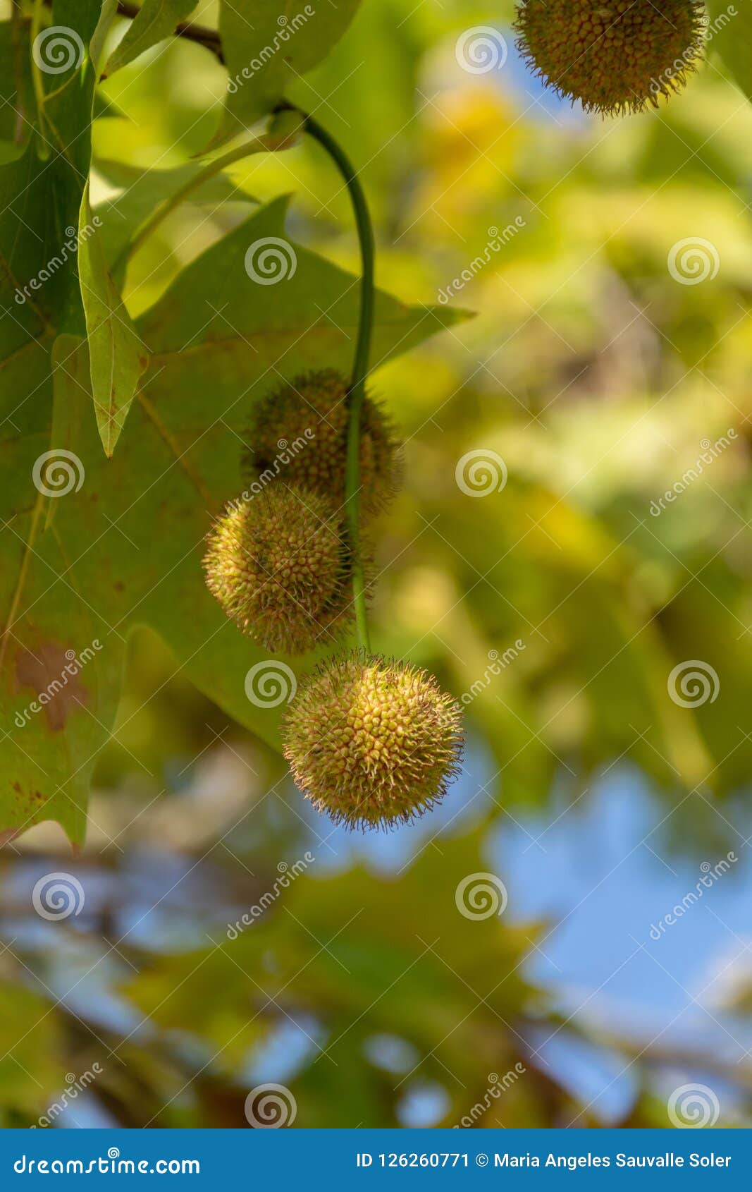 Bolas Del árbol Que Producen Alergia Imagen de archivo - Imagen de cortina,  bolas: 126260771