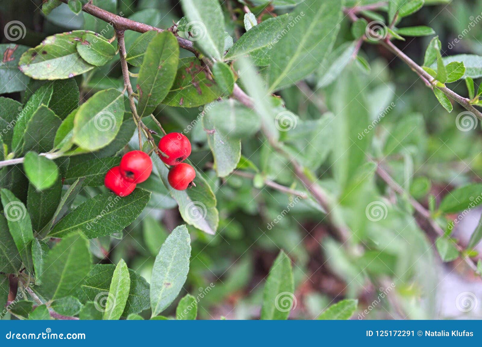 Bolas rojas en el jardín imagen de archivo. Imagen de frutas - 125172291