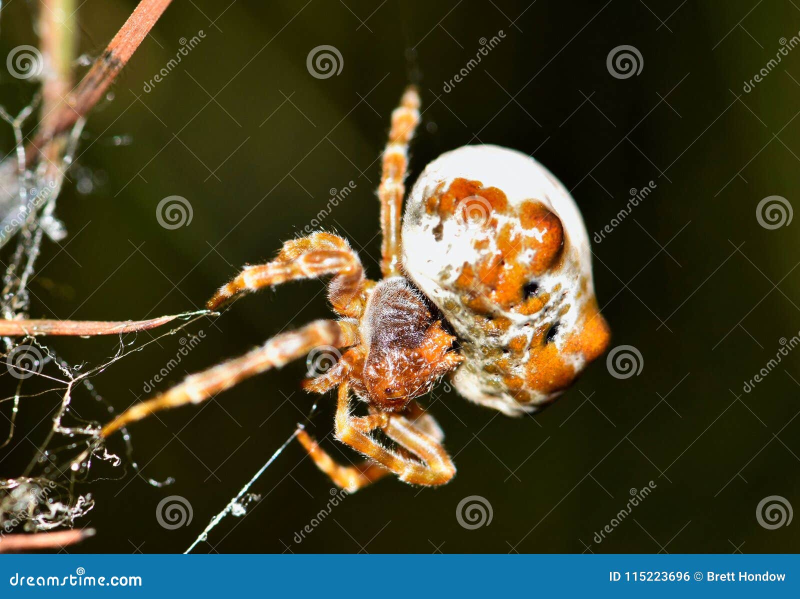 bolas spider making a web.