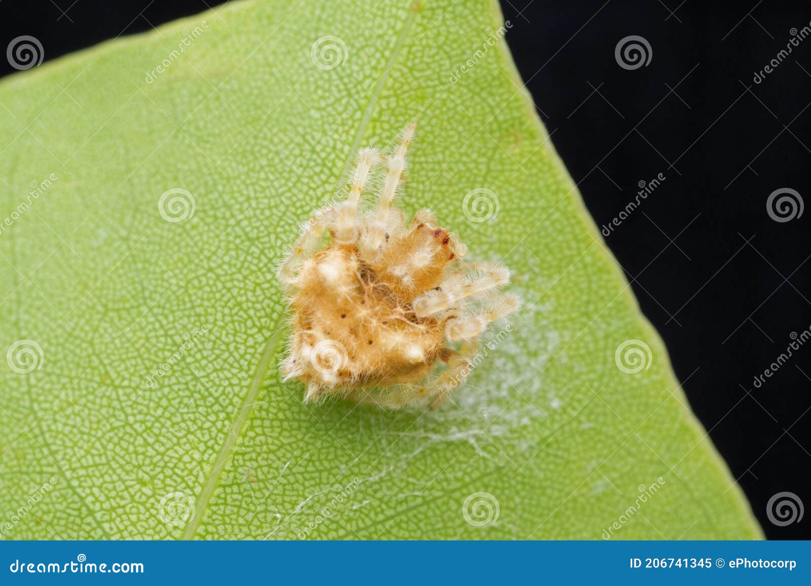 bolas spider or ordgarius monstrosus, satara
