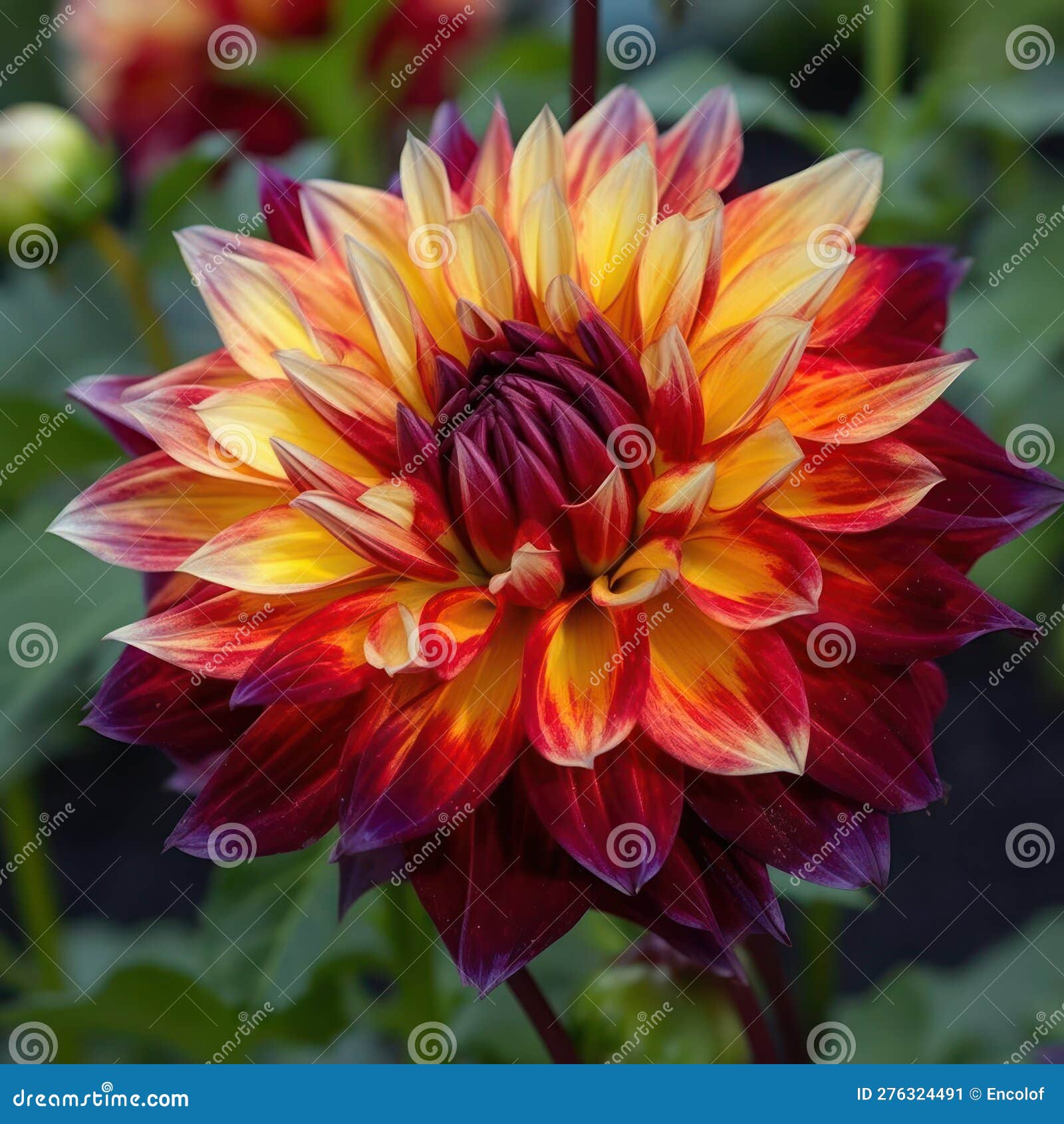 A Bold and Dramatic Dahlia with Large, Multicolored Petals and a