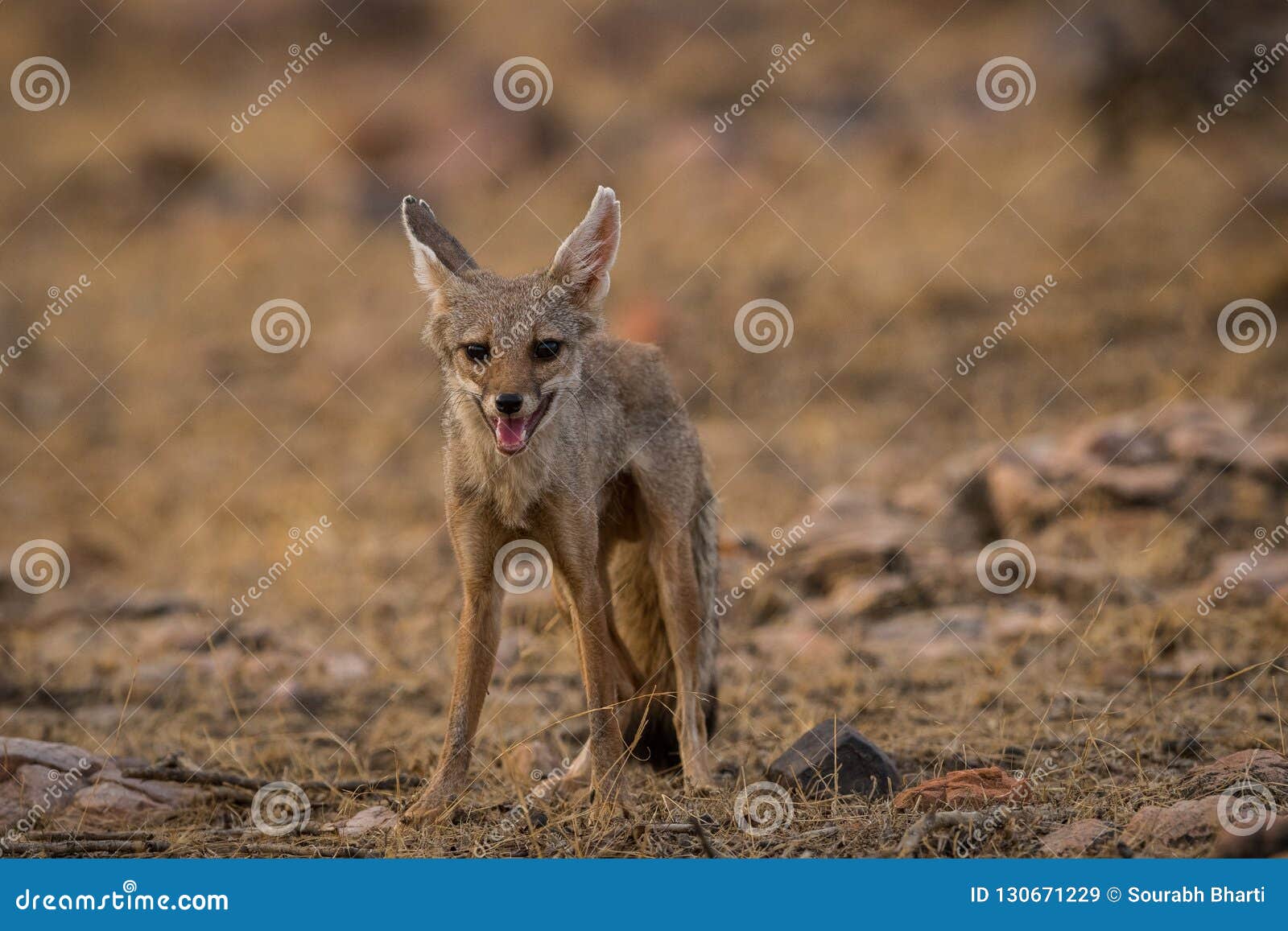 A Bold Indian Fox Pup Vulpes Bengalensis Stock Image - Image of colors, hunter: 130671229 A Bold Indian Fox Pup Vulpes Bengalensis Stock Image - Image of colors, hunter: 130671229