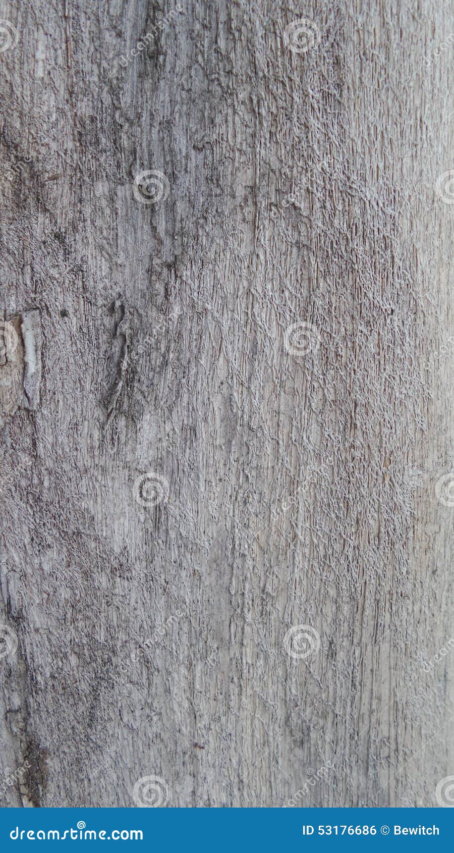 bole bark tree background