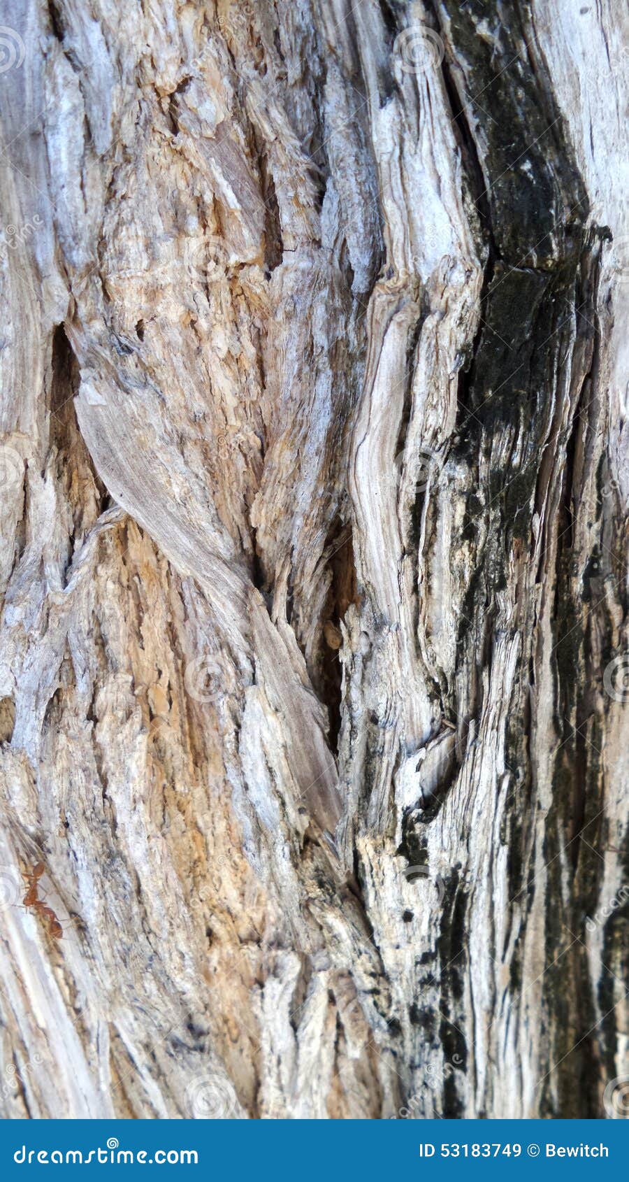 bole bark tree