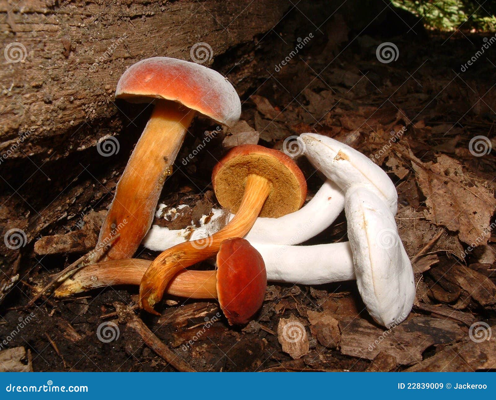 This Is A Type Of Fungus That Lives And Thrives On Damaged Wooden Doors