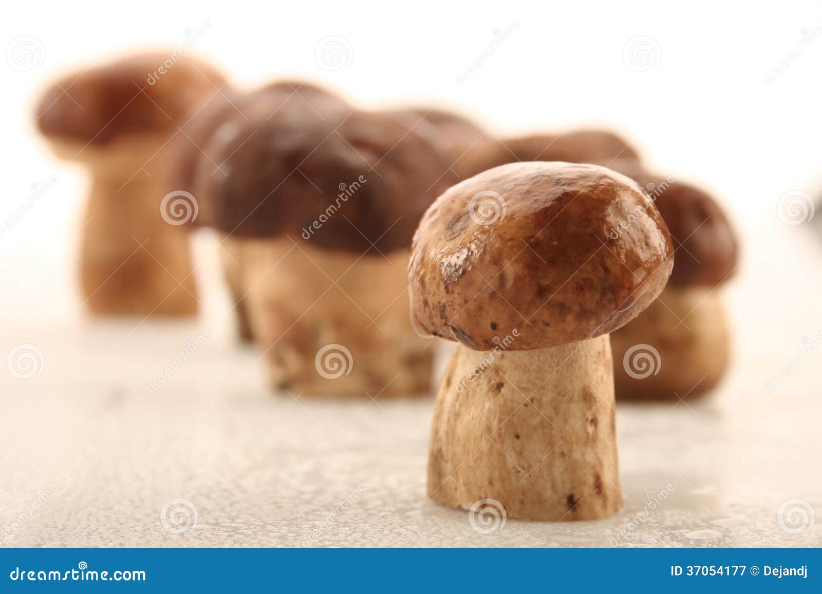 Boletus edulis cutting. Cuting Mushroom, boletus edulis, vrganj, porcini ,shroom, bukovaca pecurka from serbia forest