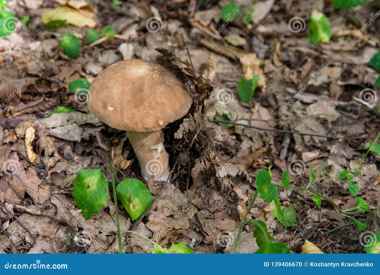 porcini mushroom คือ chinese