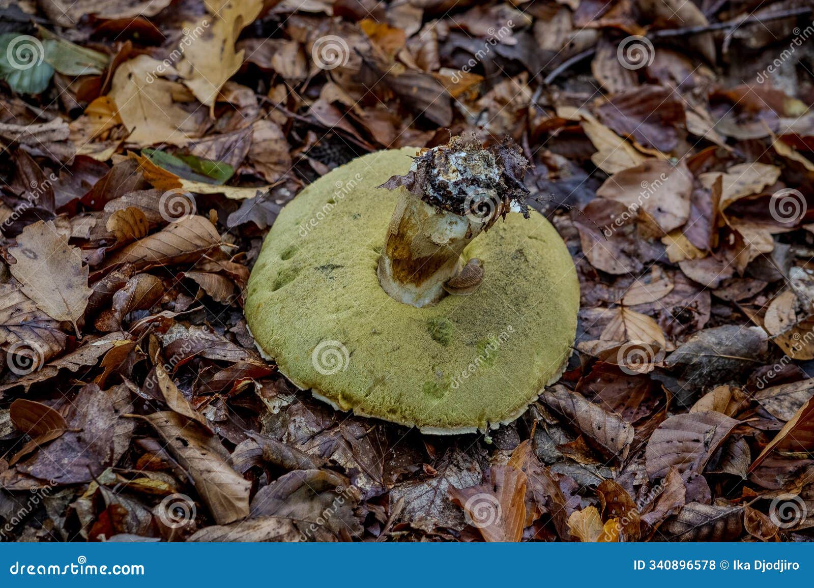 boletus edulis
