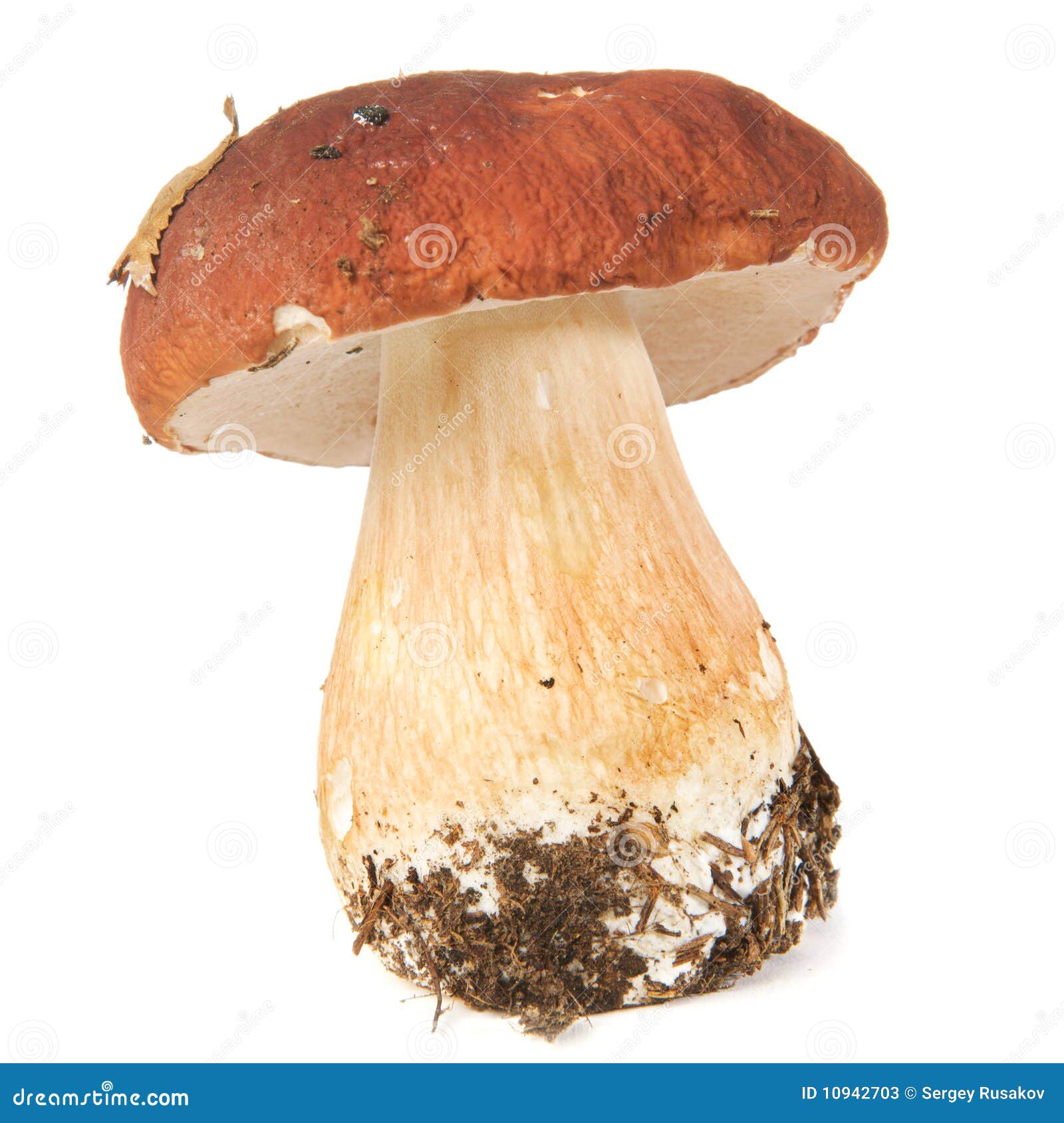 Boletus edulis ( porcini ) stock image. Image of cape 10942703