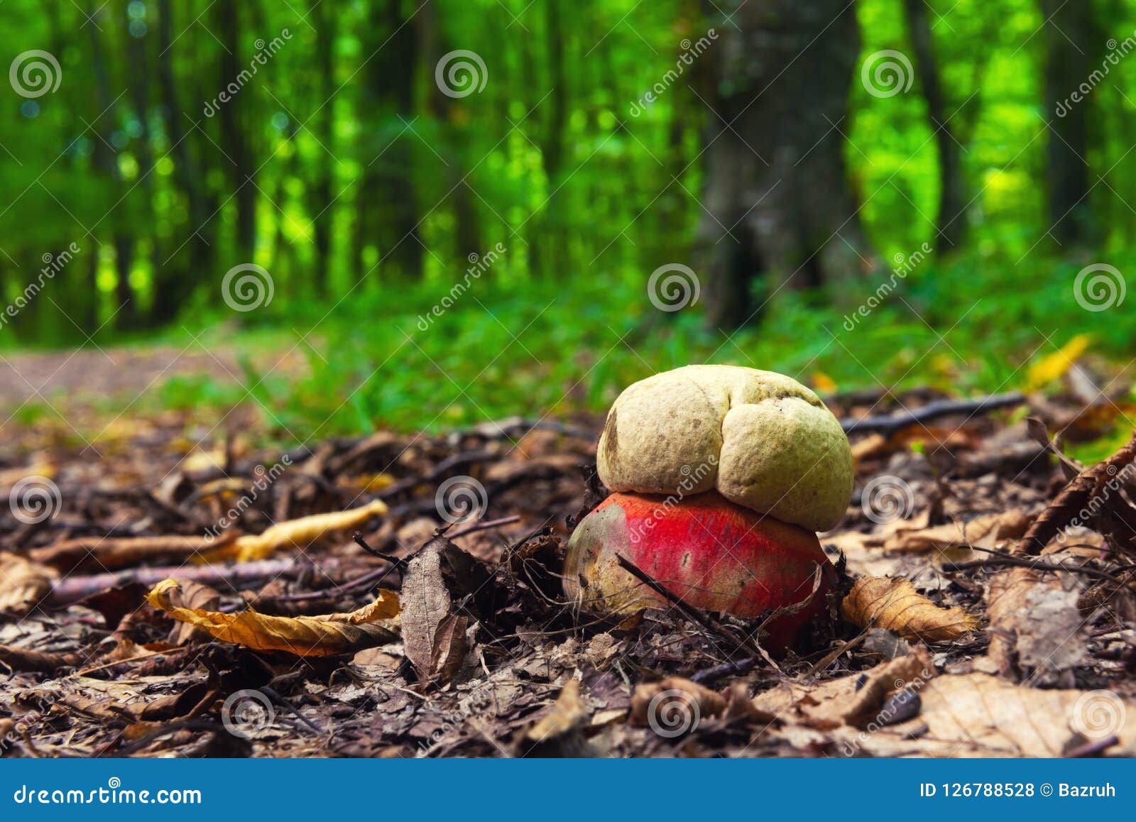 boletus satanas mushroom in forest
