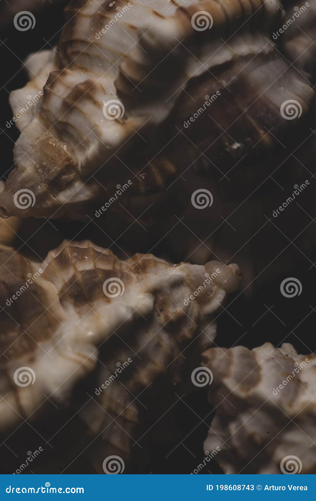 bolinus brandaris seashell macro close up