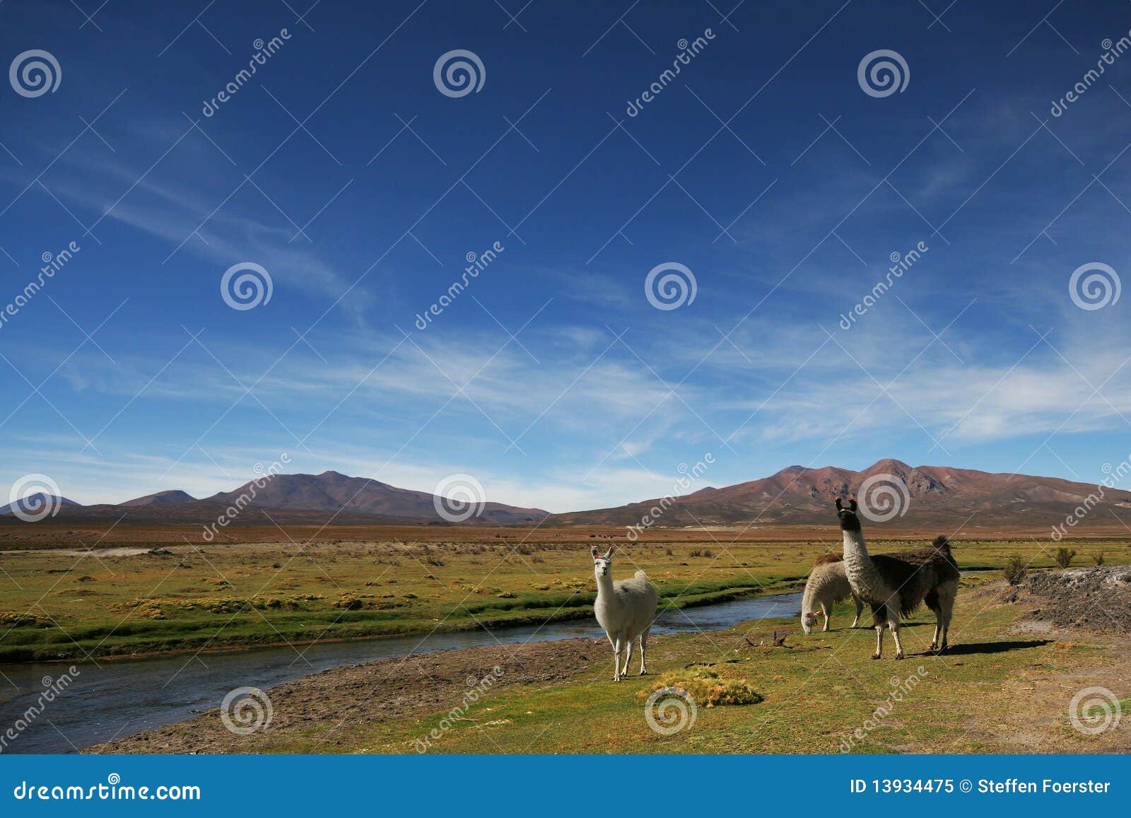 bolivian altiplano